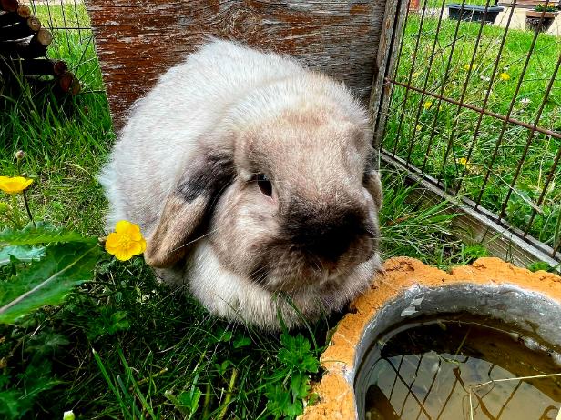 bunny