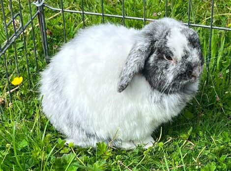bunny